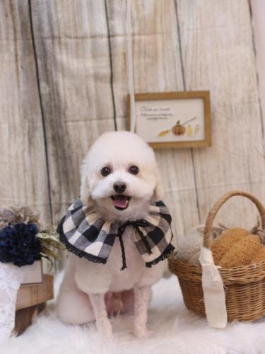 20241020ふぁるくん